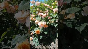 Роза  Зе Импрессионист ( плетистая).