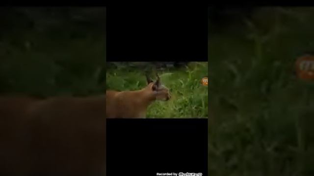 Каракал (чёрное ухо) смотреть онлайн