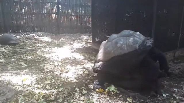 Любовь черепах. love turtles смотреть онлайн