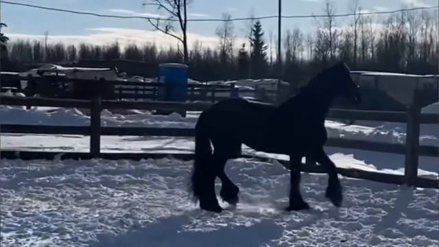 МАСТИ ЛОШАДЕЙ. смотреть онлайн