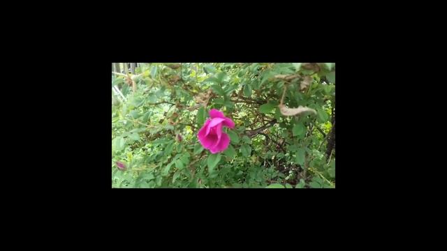 Подставка для цветов , цветы смотреть онлайн