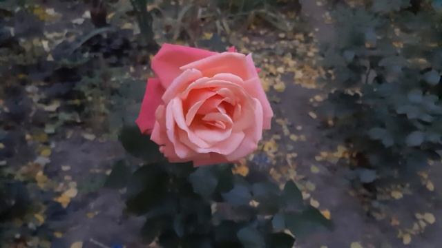 Стойкий "Оловянный солдатик" среди осени... смотреть онлайн