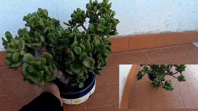 Bonsai Crassula Ovata Hobbit 2 anni dopo смотреть онлайн