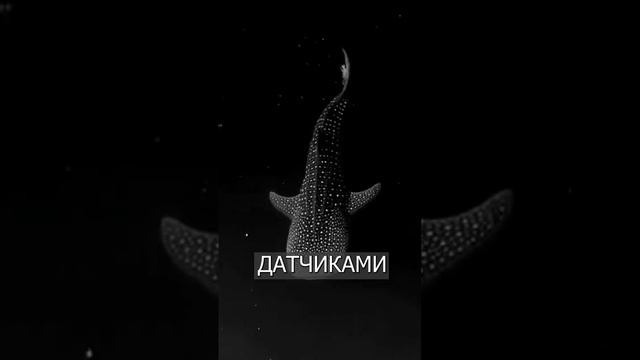 Акула СВЕТИТСЯ в воде: Всё из-за водорослей смотреть онлайн
