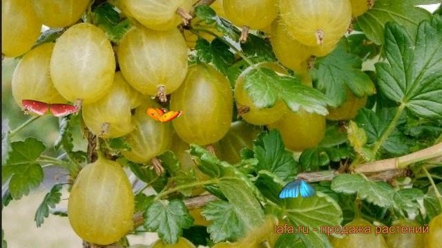 Крыжовник обыкновенная Уральский бесшипный ? обзор: как сажать, саженцы крыжовника