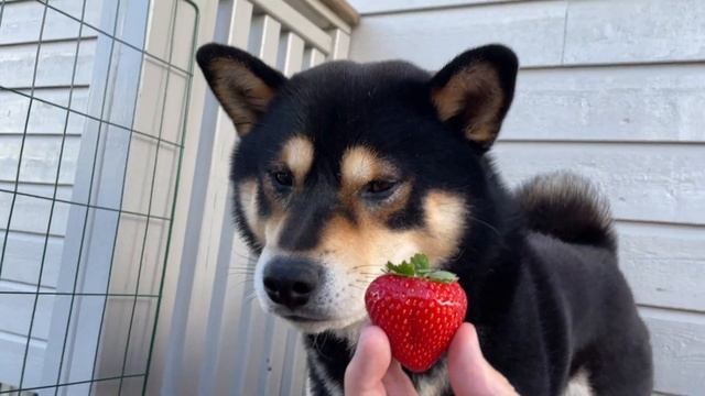 Your health is low, eat this смотреть онлайн