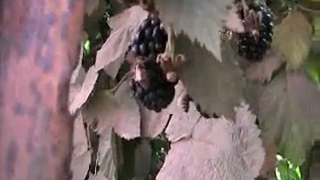 север израиля сбор ягод смотреть онлайн