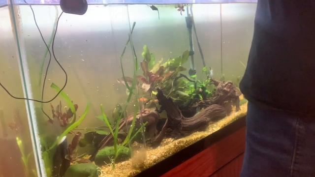 EP 2 Take 2 Tuesday Tips - #Python Extended Length Python Water Change System Gravel Vac смотреть онлайн