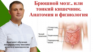 Тонкий кишечник анатомия физиология