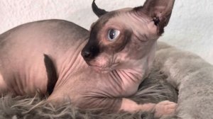 Лысая кошка сфинкс шипит и кусает что делать