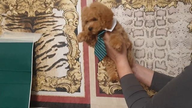 Пудель Panda Sharm Dorian смотреть онлайн