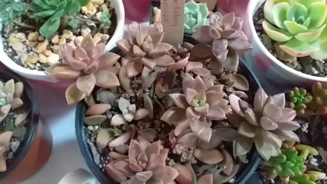 Los beneficios de tener Suculentas смотреть онлайн
