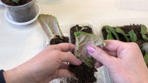 Как вырастить глоксинию быстро!