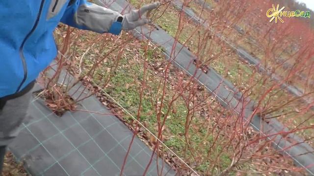 Чорниця (лохина) СПАРТАН. Обрізка ?? смотреть онлайн