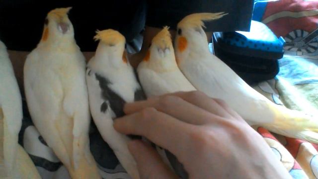 Птенцы корелл осень 2017г. Приручение)