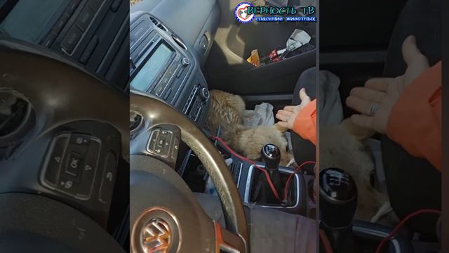 Плохие утренние новости. Живчика вчера штормило, и вот утром Живчика больше нет💔... смотреть онлайн