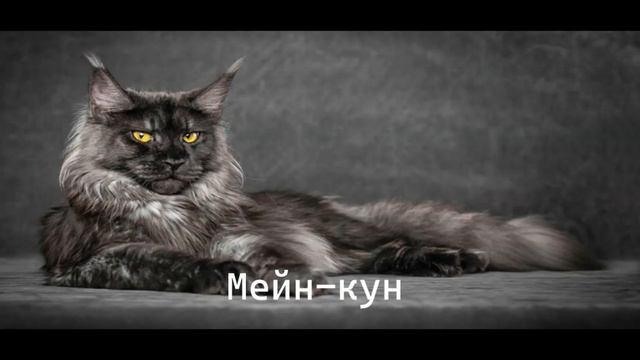 Виды пород кошек. Познавательное видео смотреть онлайн