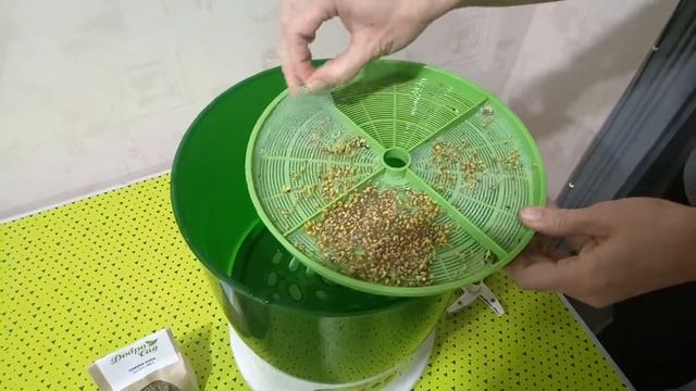 Как прорастить семена рукколы в проращивателе семян ДоброСад. День третий смотреть онлайн