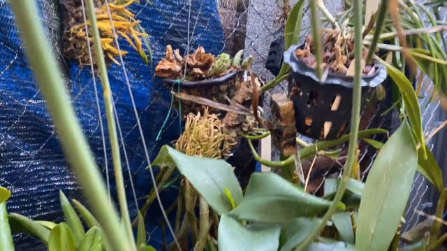 AN ORCHID A DAY EPISODE 284  QUIET STROLL IN THE ORCHID JUNGLE #orchidblooms