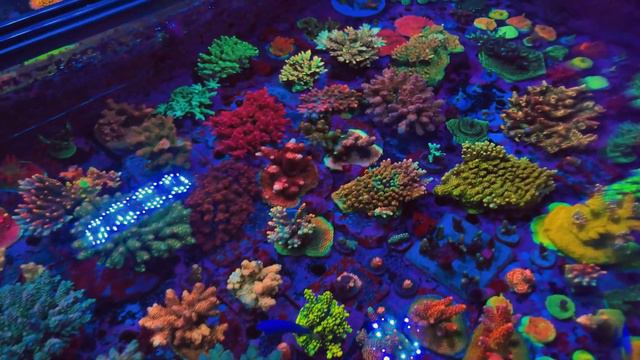 Queen City Corals Store Update! смотреть онлайн