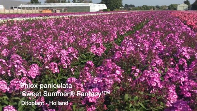 Phlox pan. 'Sweet Summer® Fantasy'™ смотреть онлайн