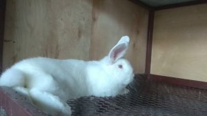 Обзор кроликов породы НЗБ (новозеландская белая).