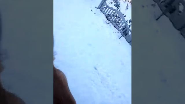 Строгий ошейник! (Строгач.Команда «Рядом»