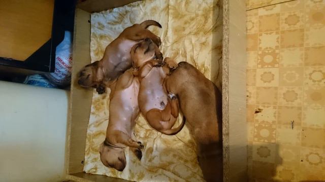 Щенки моей собаки