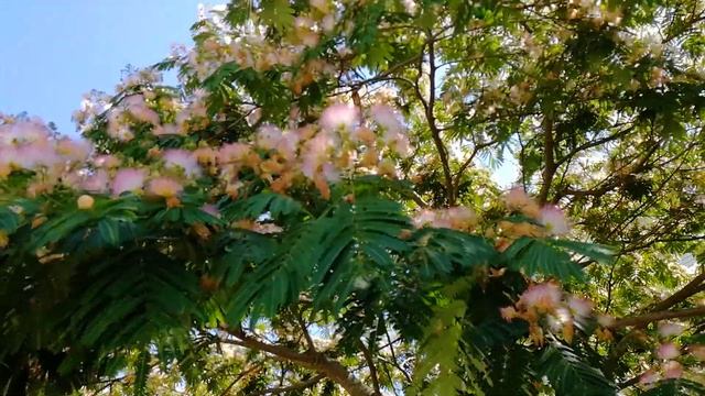Шелковое дерево или альбициния в Сочи. смотреть онлайн