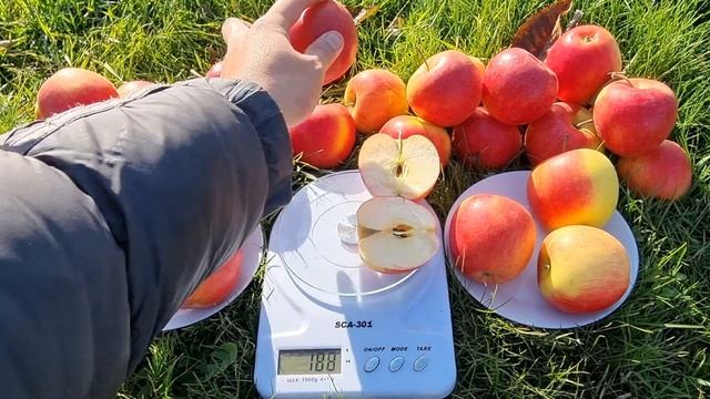 APPLE PINOVA / ЯБЛОНЯ ПИНОВА смотреть онлайн