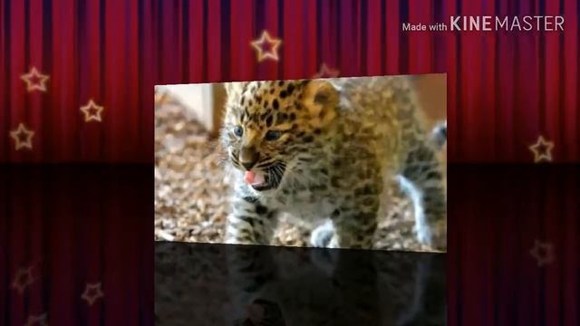 Рассказ о дальневосточных леопардов смотреть онлайн