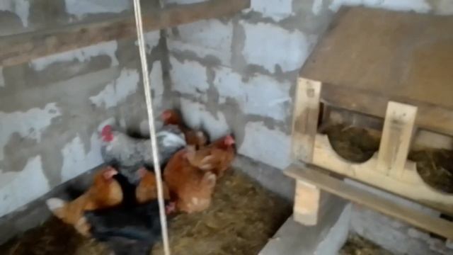 курятник из блоков