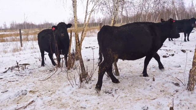 Господдержка мясного животноводства | Субсидии в сельском хозяйстве смотреть онлайн