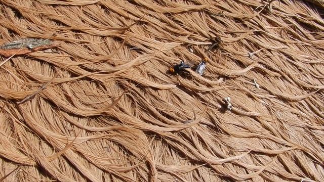 Thyreophora cynophila Peleas de machos смотреть онлайн