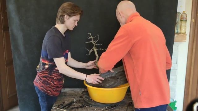 Пересадка бонсай можжевельника, ясеня и сосны смотреть онлайн