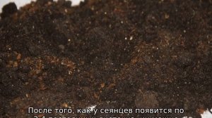 Когда сажать тыкву в открытый грунт