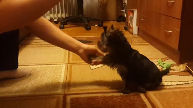 Учим команде "лежать" смотреть онлайн