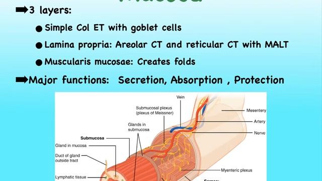 DigSys A: Gross Anatomy and Histology of GI Tract смотреть онлайн