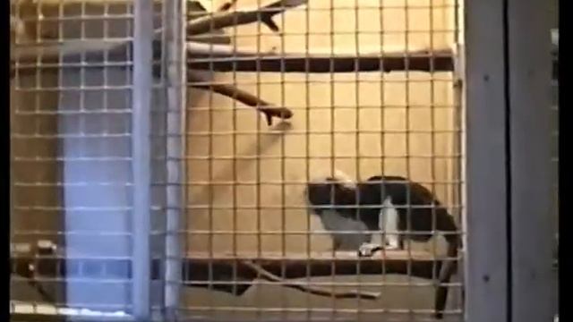 Карликовая игрунка,обыкновенная игрунка (уистити),Эдипов тамарин.Содержание, кормление, размножение смотреть онлайн