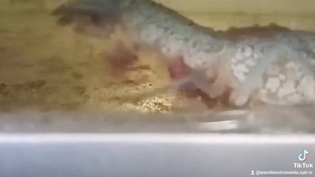 — Официант, почему у этого рака одна клешня? — Он подрался в котле с другим. — Подайте победителя. смотреть онлайн