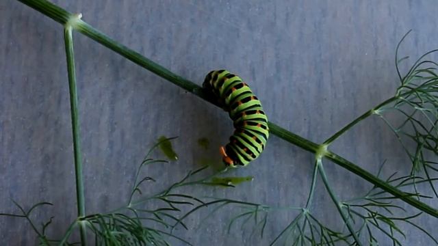 Вредители сада. Насекомое с оранжевыми рогами - дитя бабочки Махаон на моей грядке, обожающее укроп смотреть онлайн