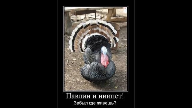 Папа Павлин мама Кукушка | Как разговаривать с коллекторами по телефону смотреть онлайн