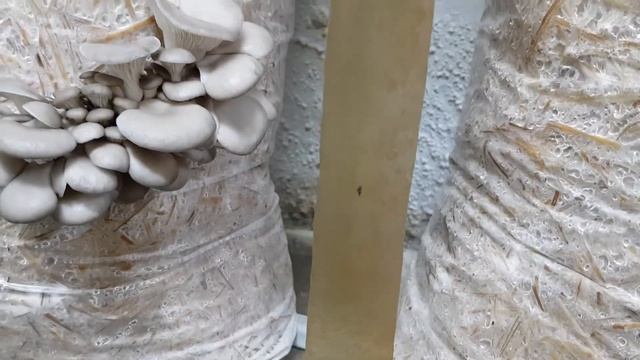 Обзор камеры проращивания и инкубации грибных блоков Вёшенки. 28 день со дня закладки в камеру. смотреть онлайн