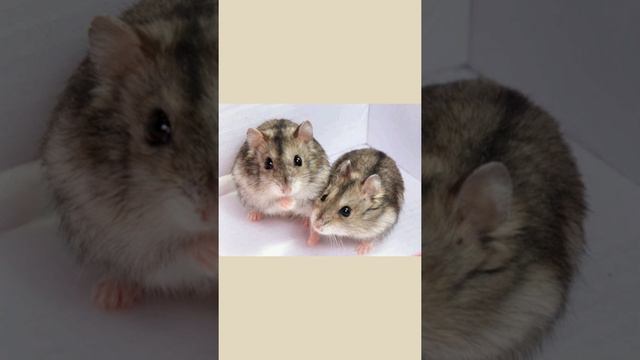 Редкие окрасы хомячков. Как называется окрас наших хомячков?!🐹 смотреть онлайн