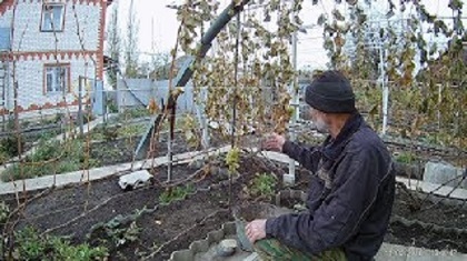 Виноград после заморозка.Проверяем морозостойкость винограда Плевен устойчивый смотреть онлайн