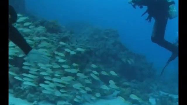 Дайвинг на красном море / Red sea смотреть онлайн
