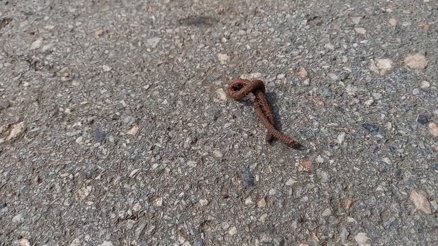 Вы бы взяли дождевого червя? смотреть онлайн