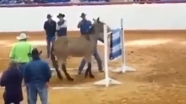 Тренер раскачал мула на прыжок с места. смотреть онлайн