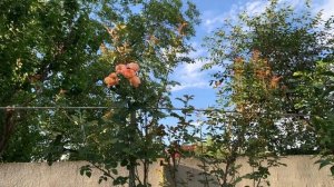 Роза Импрессионист, я расстроена (( 11 июля 2023 г.