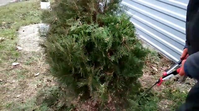 Крутая Стрижка Туи !Делаем Шар из Пиромидальной Туи!